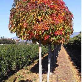Ликвидамбар Гам Болл (Gum Ball)