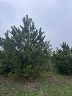 Сосна крымская ЭКСТРА (EXTRA)