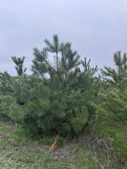 Сосна крымская ЭКСТРА (EXTRA)