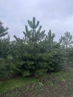 Сосна крымская ЭКСТРА (EXTRA)