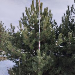 Сосна крымская ЭКСТРА (EXTRA)