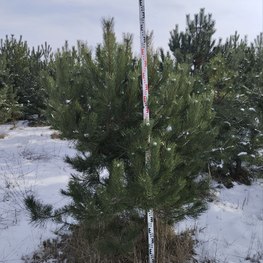 Сосна крымская ЭКСТРА (EXTRA)