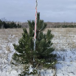 Сосна крымская ЭКСТРА (EXTRA)