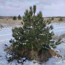 Сосна крымская ЭКСТРА (EXTRA)