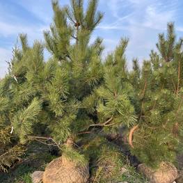 Сосна крымская ЭКСТРА (EXTRA)