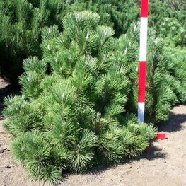 Сосна тунберга Маиджима (Maijima)