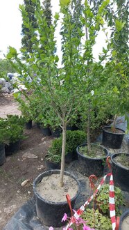 Гибискус сирийский