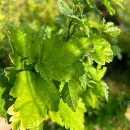 Гибискус сирийский