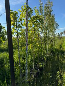 Шелковица Пендула (Pendula)