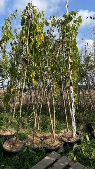 Шелковица Пендула (Pendula)