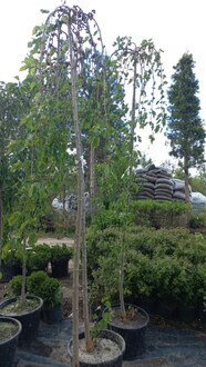 Шелковица Пендула (Pendula)