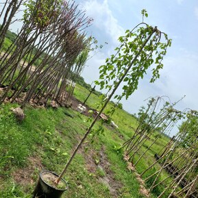 Шелковица Пендула (Pendula)