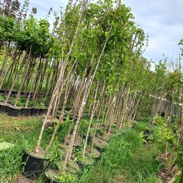 Шелковица Пендула (Pendula)