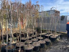 Шелковица Пендула (Pendula)