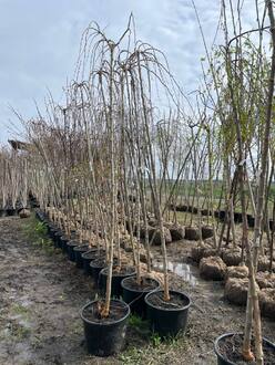 Шелковица Пендула (Pendula)