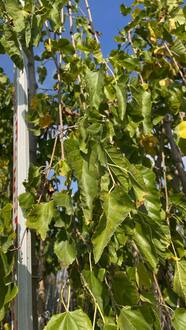 Шелковица Пендула (Pendula)