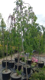 Шелковица Пендула (Pendula)