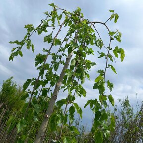 Шелковица Пендула (Pendula)