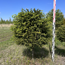 Топиарий шар Ель обыкновенна 2825-26