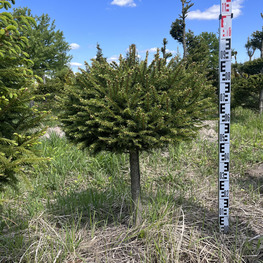 Топиарий шар Ель обыкновенная 2827-28