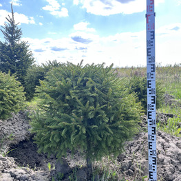 Топиарий шар Ель обыкновенная 2829-30