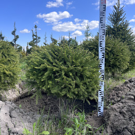 Топиарий шар Ель обыкновенная 2831-32