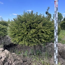 Топиарий шар Ель обыкновенная 2833-34