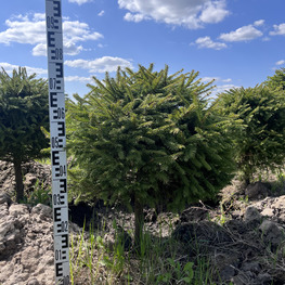 Топиарий шар Ель обыкновенная 2835-36