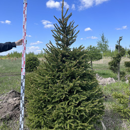 Топиарий конус Ель обыкновенная 2837-38