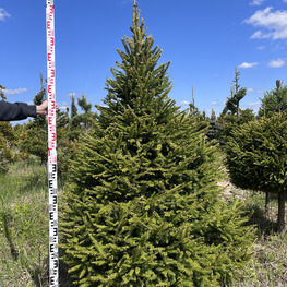 Топиарий конус Ель обыкновенная 2839-40