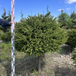 Топиарий шар Ель обыкновенная 2841-42