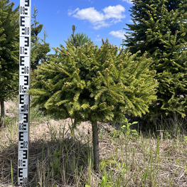 Топиарий шар Ель обыкновенная 2843-44