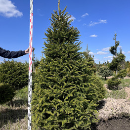 Топиарий конус Ель обыкновенная 2845-46