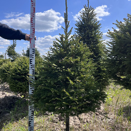 Топиарий конус Ель обыкновенная 2847-48