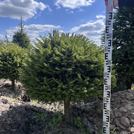 Топиарий шар Ель обыкновенная 2849-50