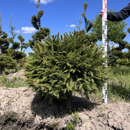 Топиарий шар Ель обыкновенная 2851-52