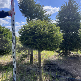 Топиарий шар Ель обыкновенная 2853-55