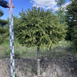 Топиарий шар Ель обыкновенная 2856-57