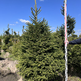 Топиарий конус Ель обыкновенная 2861-62