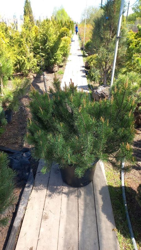 Сосна горная Пинус муго (Pinus mugo)