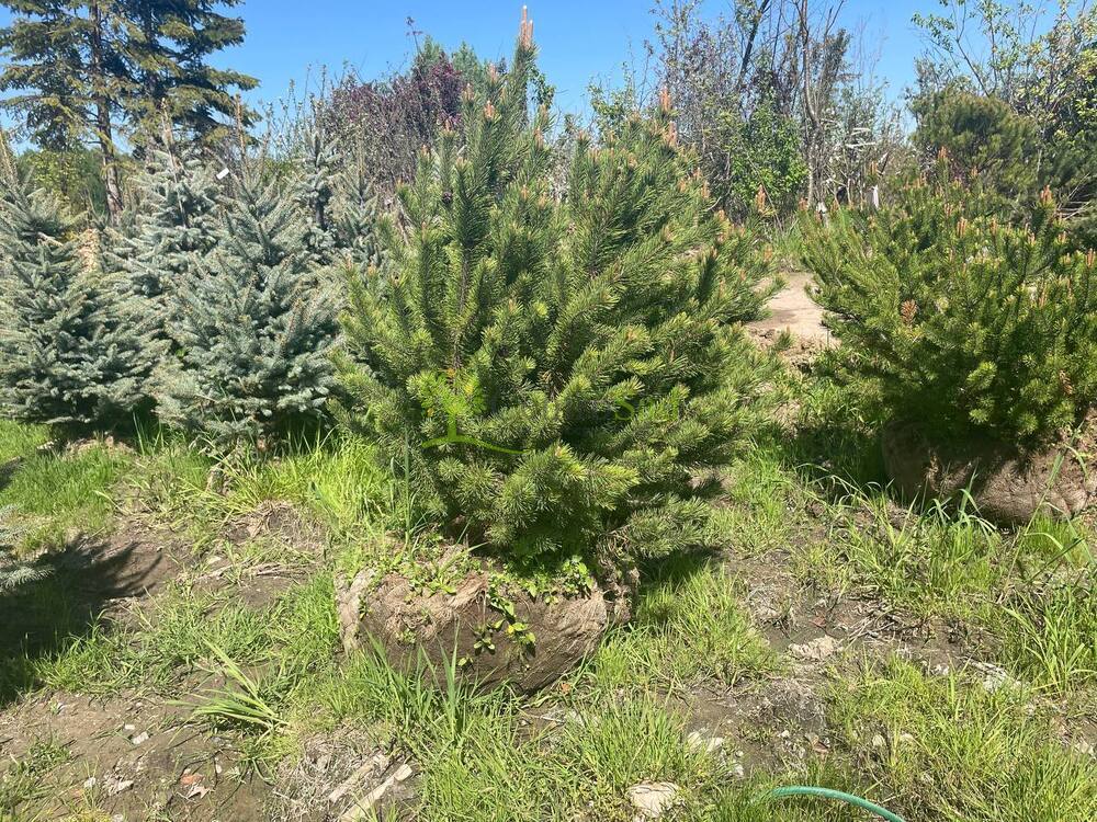 Сосна горная Пинус муго (Pinus mugo)