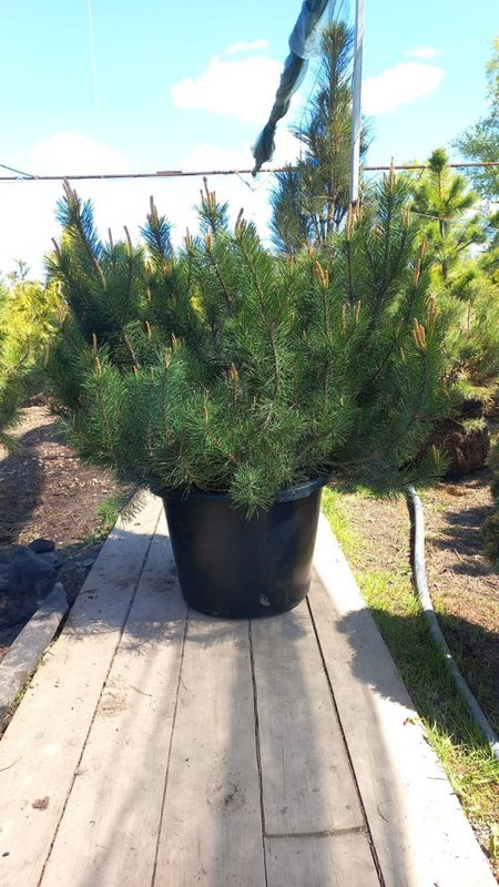 Сосна горная Пинус муго (Pinus mugo)