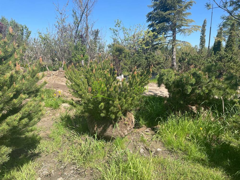 Сосна горная Пинус муго (Pinus mugo)