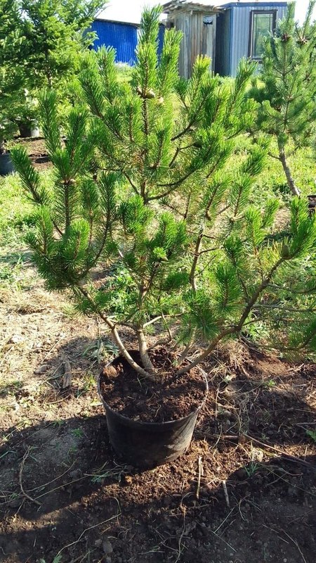 Сосна горная Пинус муго (Pinus mugo)