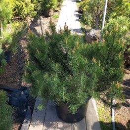 Сосна горная Пинус муго (Pinus mugo)