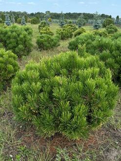 Сосна горная (Pinus mugo)