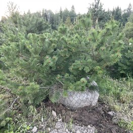 Сосна горная Пинус муго (Pinus mugo)