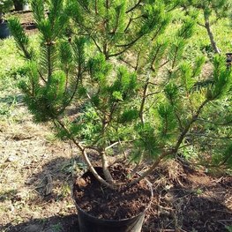Сосна горная Пинус муго (Pinus mugo)