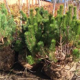 Сосна горная (Pinus mugo)