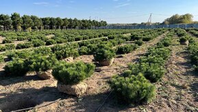 Сосна горная Пинус муго (Pinus mugo)